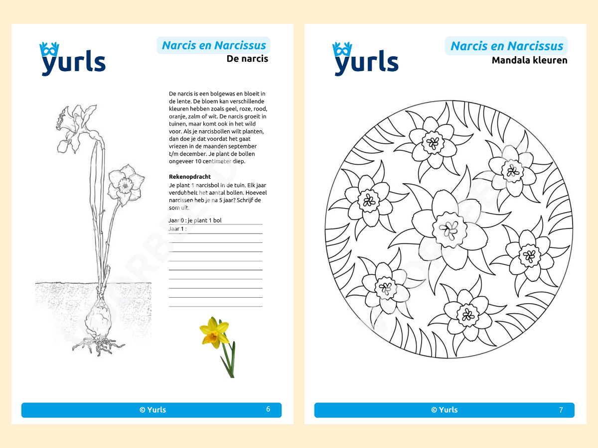 Werkboekje Narcis en Narcissus – werkbladen voor groep 6/7/8