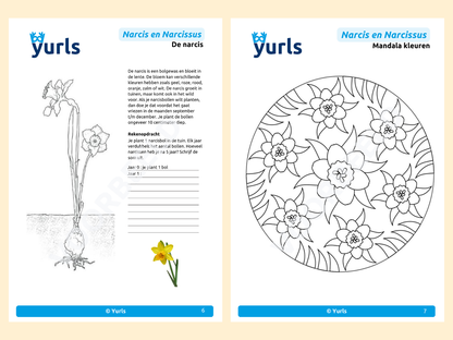 Werkboekje Narcis en Narcissus – werkbladen voor groep 6/7/8